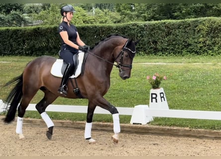 Duits sportpaard, Ruin, 4 Jaar, 170 cm, Bruin