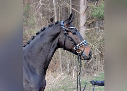 Duits sportpaard, Ruin, 4 Jaar, 170 cm, Donkerbruin
