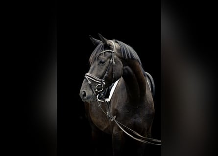 Duits sportpaard, Ruin, 4 Jaar, 170 cm, Donkerbruin