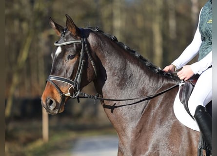 Duits sportpaard, Ruin, 4 Jaar, 170 cm, Donkerbruin