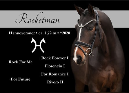 Duits sportpaard, Ruin, 4 Jaar, 171 cm, Zwartbruin