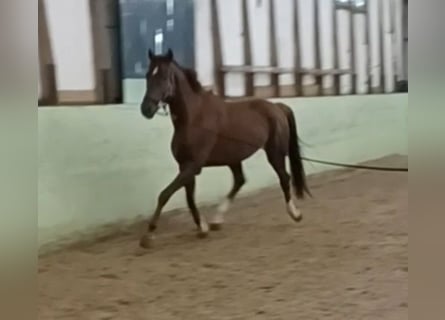 Duits sportpaard, Ruin, 4 Jaar, 172 cm, Donkere-vos