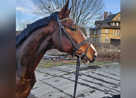 Duits sportpaard, Ruin, 4 Jaar, 173 cm, Brauner