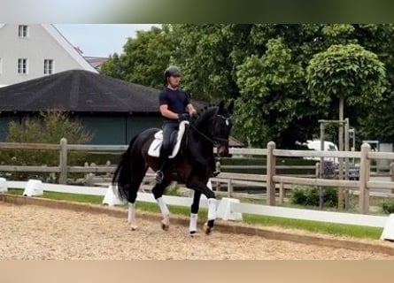 Duits sportpaard, Ruin, 4 Jaar, 173 cm, Bruin