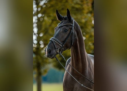 Duits sportpaard, Ruin, 4 Jaar, 173 cm, Donkerbruin