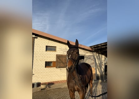 Duits sportpaard, Ruin, 4 Jaar, 180 cm, Donkerbruin