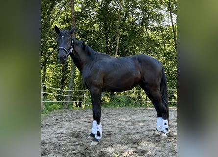 Duits sportpaard, Ruin, 4 Jaar, 184 cm, Zwart