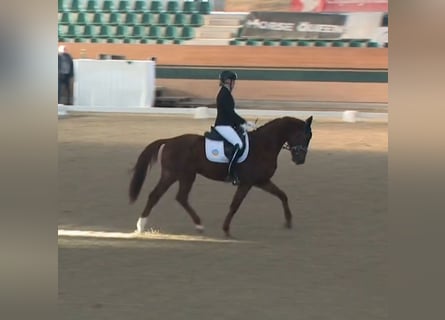 Duits sportpaard, Ruin, 5 Jaar, 162 cm, Vos