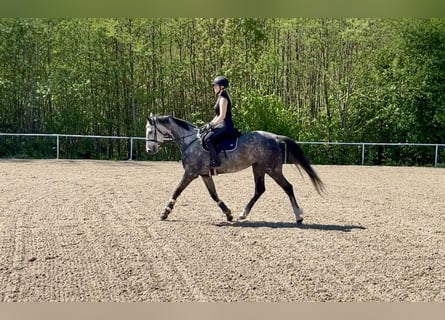 Duits sportpaard, Ruin, 5 Jaar, 163 cm, Appelschimmel