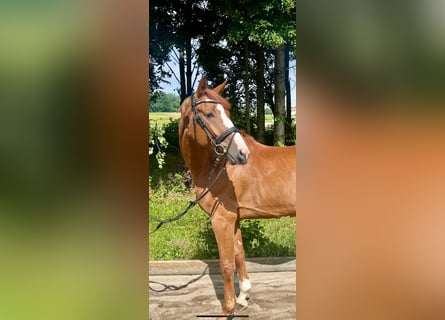 Duits sportpaard, Ruin, 5 Jaar, 163 cm, Vos