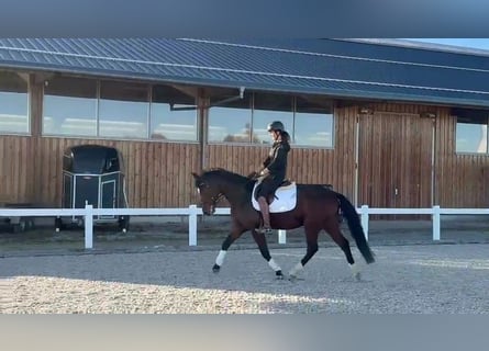 Duits sportpaard, Ruin, 5 Jaar, 164 cm, Bruin