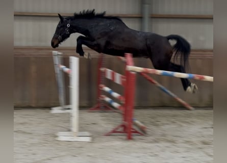 Duits sportpaard, Ruin, 5 Jaar, 165 cm, Zwartbruin