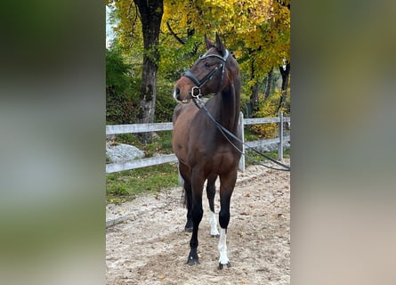 Duits sportpaard, Ruin, 5 Jaar, 167 cm, Bruin