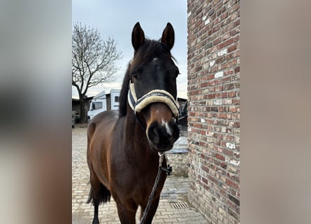 Duits sportpaard, Ruin, 5 Jaar, 167 cm, Donkerbruin