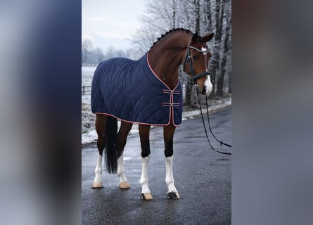 Duits sportpaard, Ruin, 5 Jaar, 168 cm, Bruin