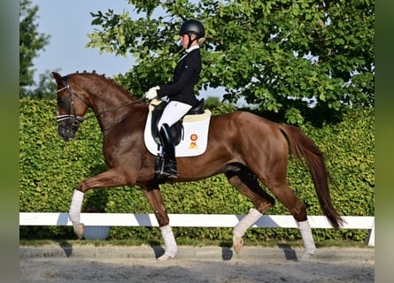Duits sportpaard, Ruin, 5 Jaar, 168 cm, Vos