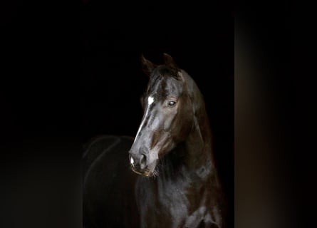 Duits sportpaard, Ruin, 5 Jaar, 168 cm, Zwart