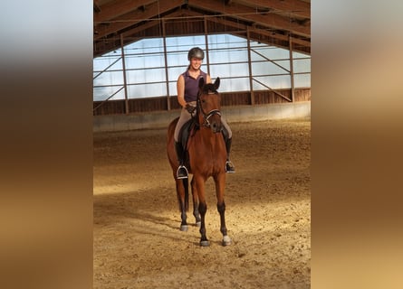 Duits sportpaard, Ruin, 5 Jaar, 169 cm, Bruin