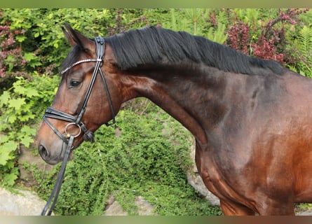 Duits sportpaard, Ruin, 5 Jaar, 169 cm, Donkerbruin