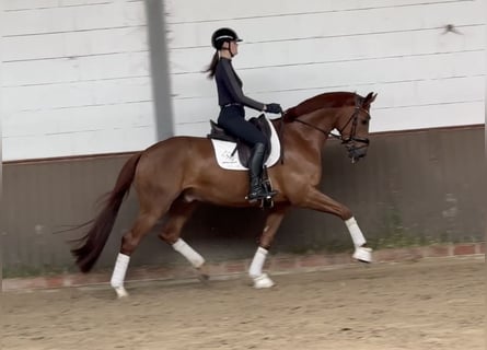 Duits sportpaard, Ruin, 5 Jaar, 170 cm, Donkere-vos