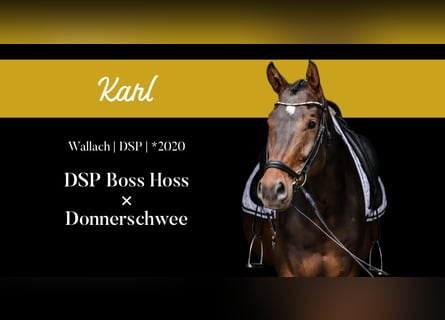 Duits sportpaard, Ruin, 5 Jaar, 172 cm, Bruin
