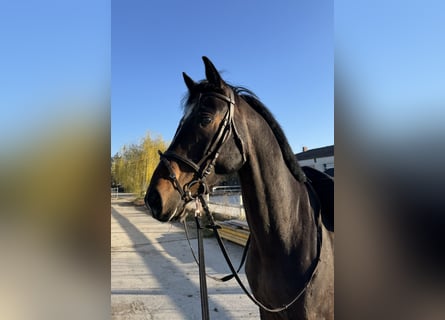 Duits sportpaard, Ruin, 5 Jaar, 172 cm, Donkerbruin