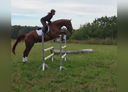 Duits sportpaard, Ruin, 5 Jaar, 178 cm, Vos