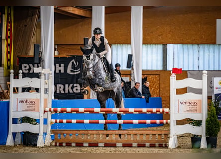 Duits sportpaard, Ruin, 5 Jaar, 180 cm, Schimmel