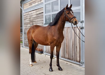 Duits sportpaard, Ruin, 6 Jaar, 153 cm, Bruin