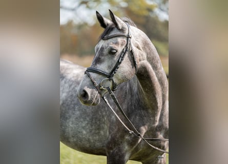 Duits sportpaard, Ruin, 6 Jaar, 166 cm, Schimmel
