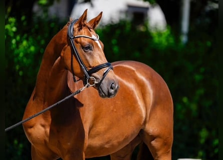 Duits sportpaard, Ruin, 6 Jaar, 168 cm, Vos