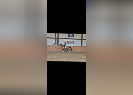 Duits sportpaard, Ruin, 6 Jaar, 168 cm, Vos