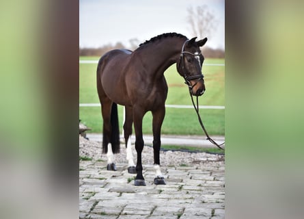 Duits sportpaard, Ruin, 6 Jaar, 170 cm, Bruin