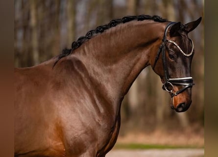 Duits sportpaard, Ruin, 6 Jaar, 170 cm, Donkerbruin