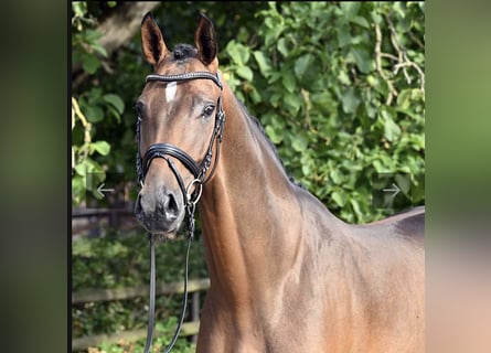 Duits sportpaard, Ruin, 6 Jaar, 170 cm