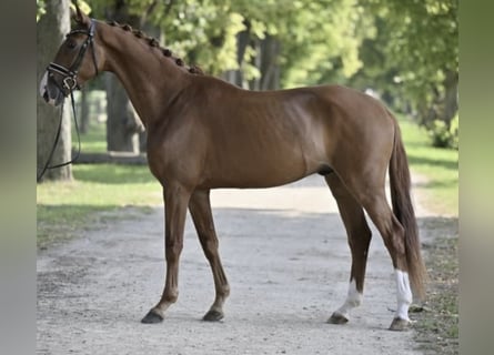 Deutsches Sportpferd, Wallach, 6 Jahre, 170 cm, Fuchs