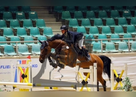 Duits sportpaard, Ruin, 6 Jaar, 171 cm, Bruin