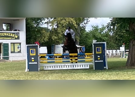 Duits sportpaard, Ruin, 6 Jaar, 173 cm, Donkerbruin