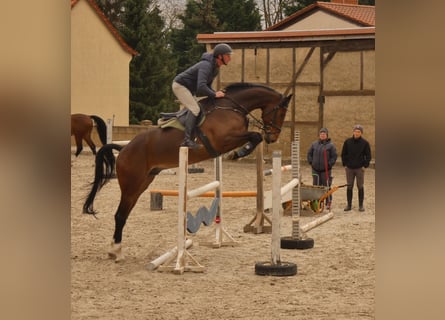 Duits sportpaard, Ruin, 6 Jaar, 173 cm, Donkerbruin
