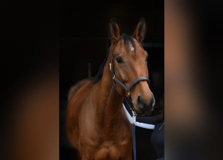 Duits sportpaard, Ruin, 6 Jaar, 174 cm, Bruin