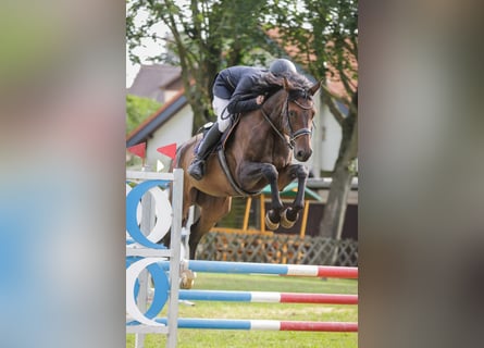Duits sportpaard, Ruin, 6 Jaar, 174 cm, Donkerbruin