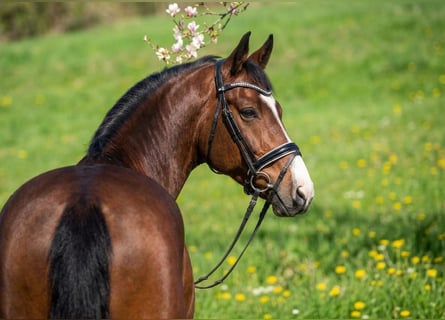 Duits sportpaard, Ruin, 6 Jaar, 175 cm, Roodbruin