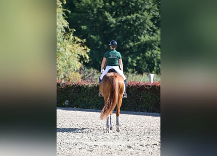 Duits sportpaard, Ruin, 6 Jaar, Bruin