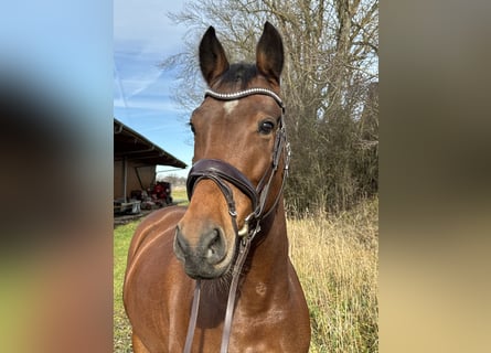 Duits sportpaard, Ruin, 7 Jaar, 164 cm, Bruin