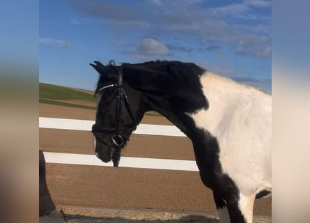 Duits sportpaard, Ruin, 7 Jaar, 167 cm, Gevlekt-paard