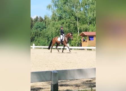 Duits sportpaard, Ruin, 7 Jaar, 168 cm, Bruin