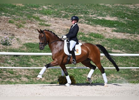 Duits sportpaard, Ruin, 7 Jaar, 172 cm, Bruin