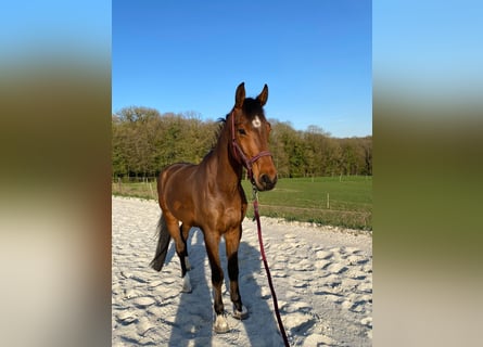 Duits sportpaard, Ruin, 7 Jaar, 172 cm, Bruin