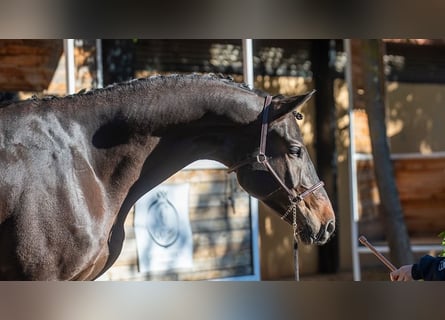 Deutsches Sportpferd, Wallach, 7 Jahre, 174 cm, Dunkelbrauner