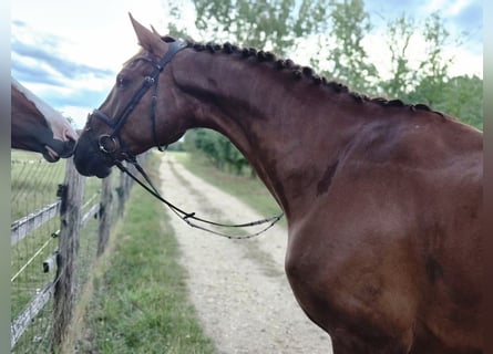 Duits sportpaard, Ruin, 7 Jaar, 175 cm, Vos